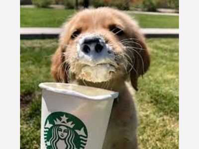 Did You Order a  Puppuccino  for Your Four Legged companion?
