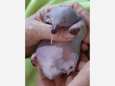 Its raining outside here in Brisbane… and the perfect sort of weather to snuggle a Puggle.