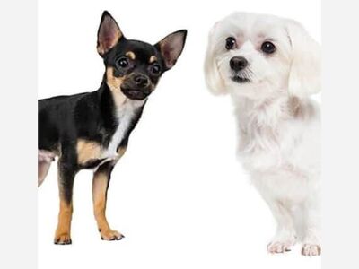 Malchi Puppies For Sale